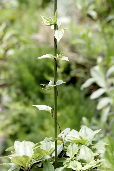 ツルリンドウの蕾