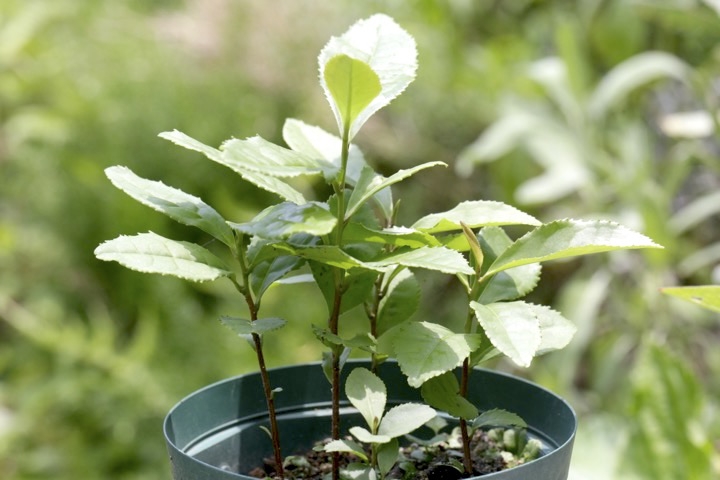 チャノキの発芽