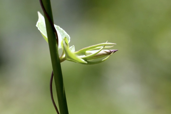 ツルリンドウの蕾