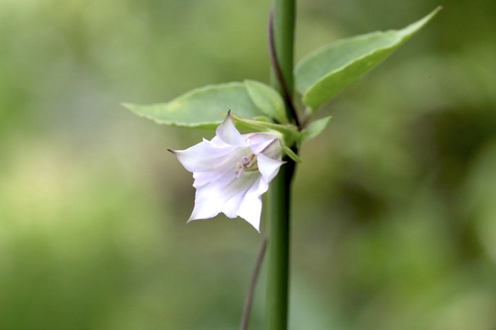 ツルリンドウの開花