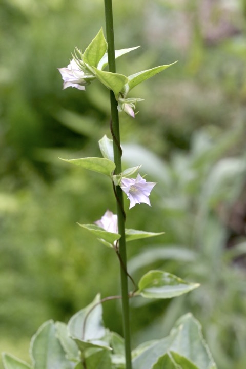 ツルリンドウの開花