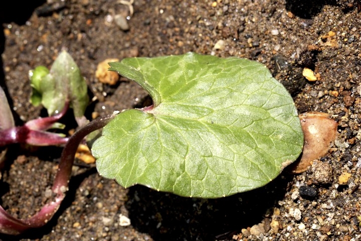 ヒメリュウキンカの葉