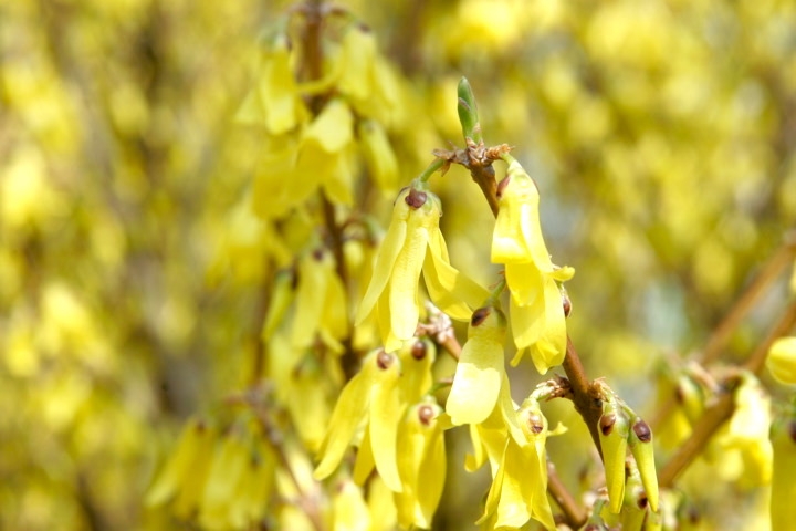 レンギョウの蕾