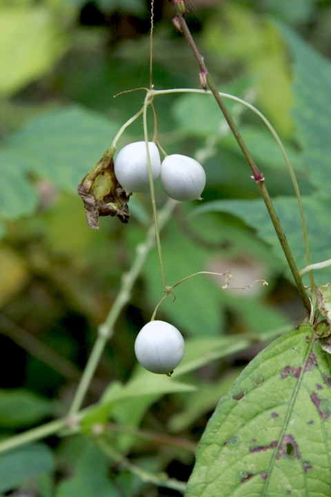 スズメウリの実