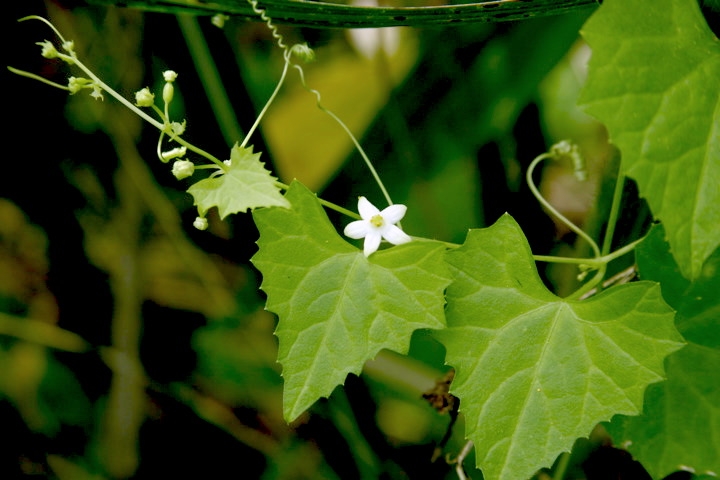 スズメウリの花