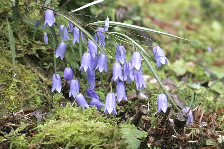 イワシャジンの花