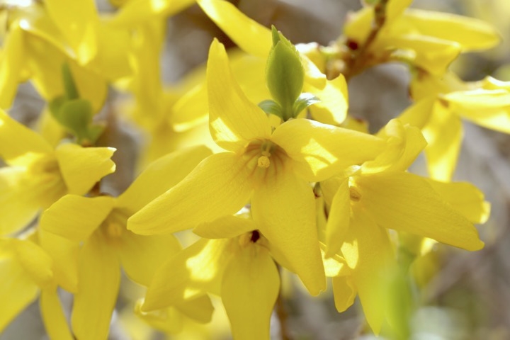 レンギョウの花：雄花