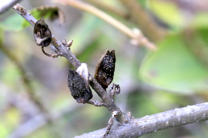 レンギョウの実