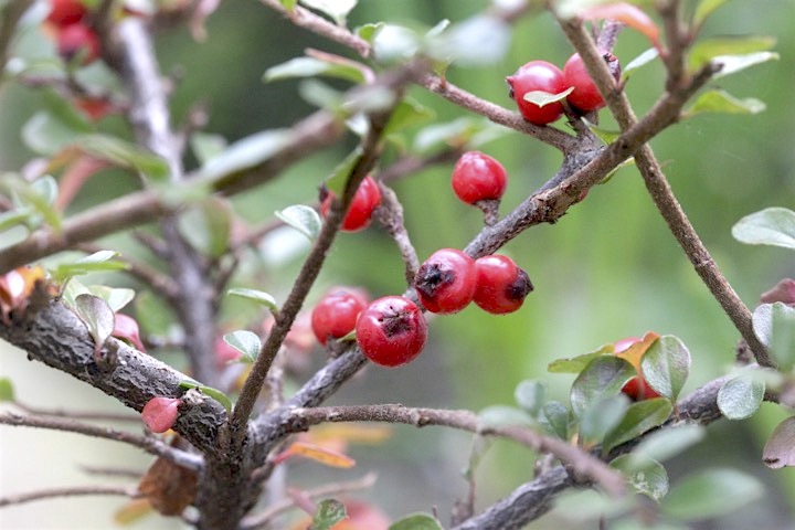 ベニシタンの実