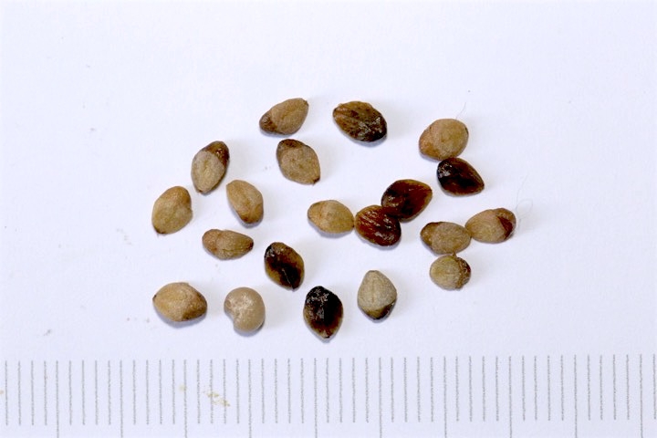 ベニシタンの種