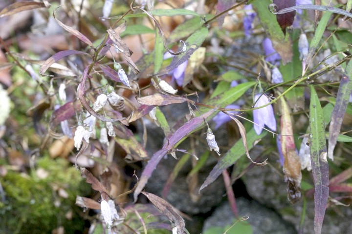 イワシャジンの実
