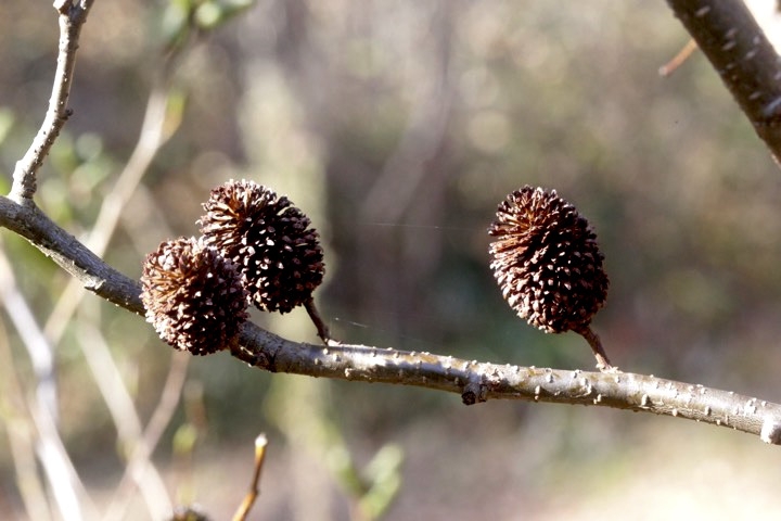 ヤシャブシの実