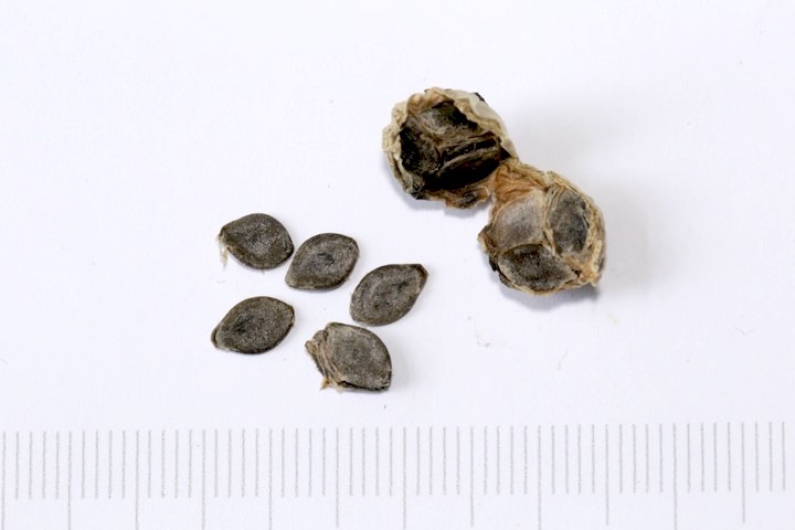 スズメウリの種