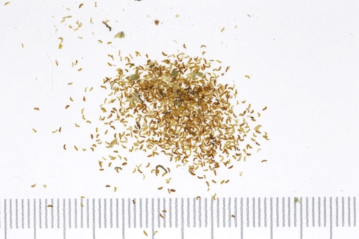 イワシャジンの種