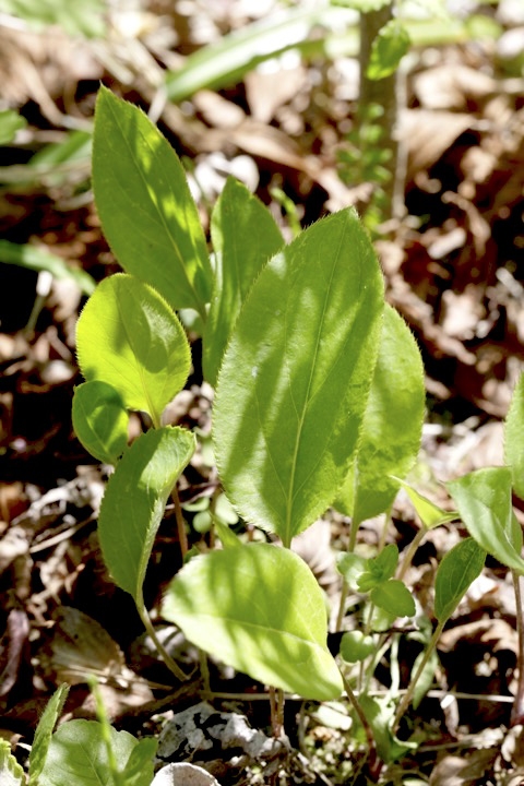 ２年目のオケラ