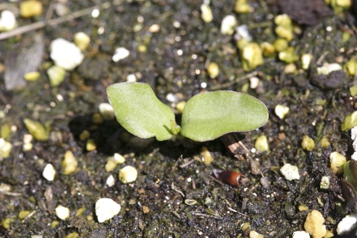 コウヤボウキの発芽