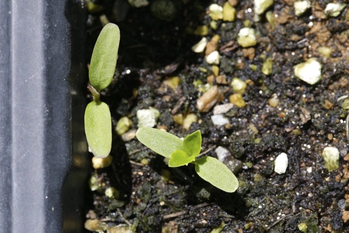 レンギョウの発芽