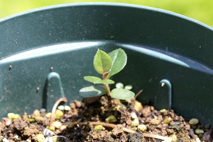 ベニシタンの発芽