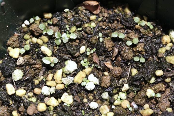 イワシャジンの発芽