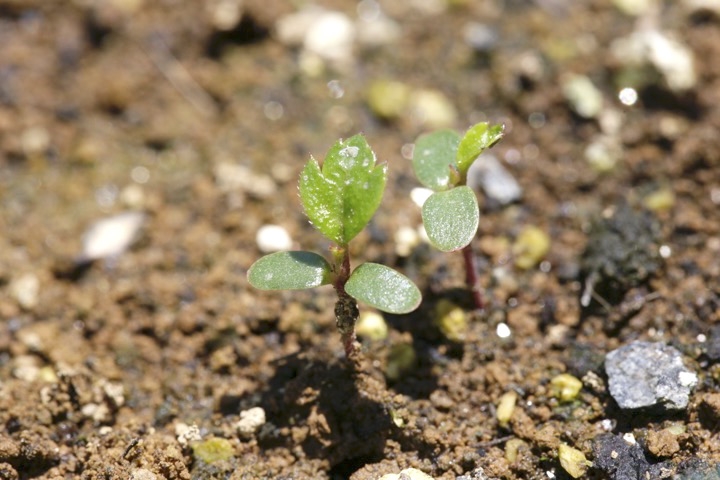 ヤシャブシの発芽