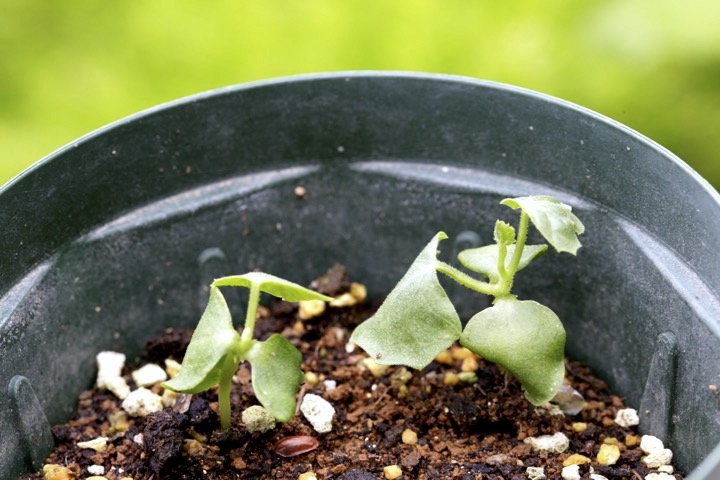 スズメウリの発芽