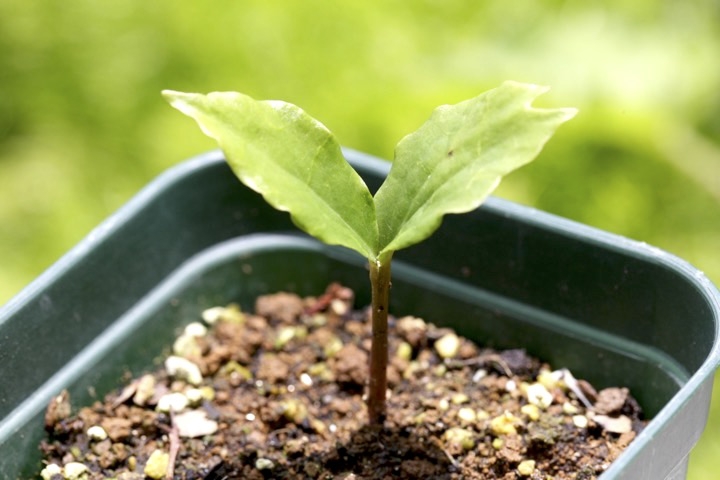 モクレンの発芽