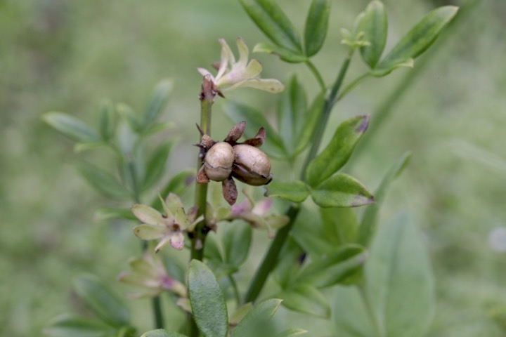 ウンナンオウバイの実