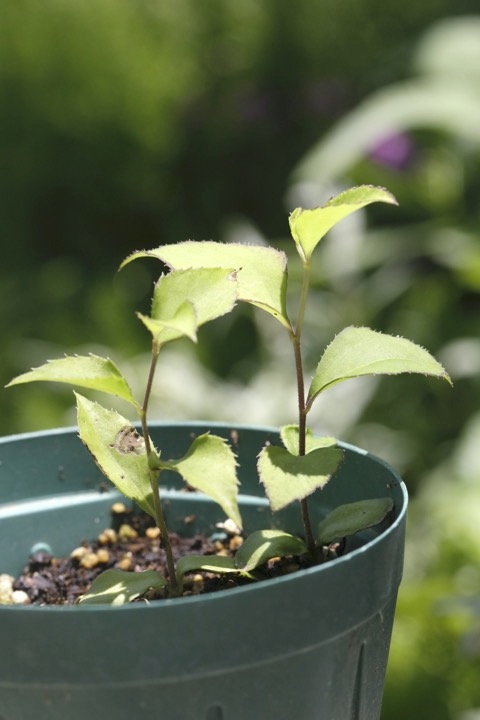 コウヤボウキの発芽
