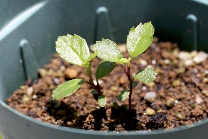 ヤシャブシの発芽