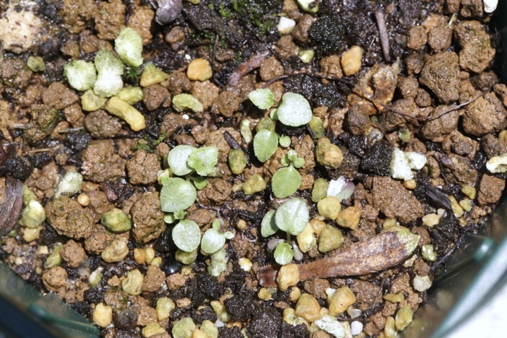 イワシャジンの発芽