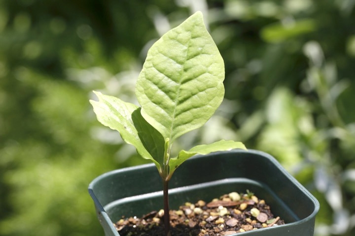 モクレンの発芽