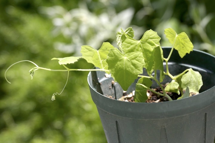 スズメウリの発芽