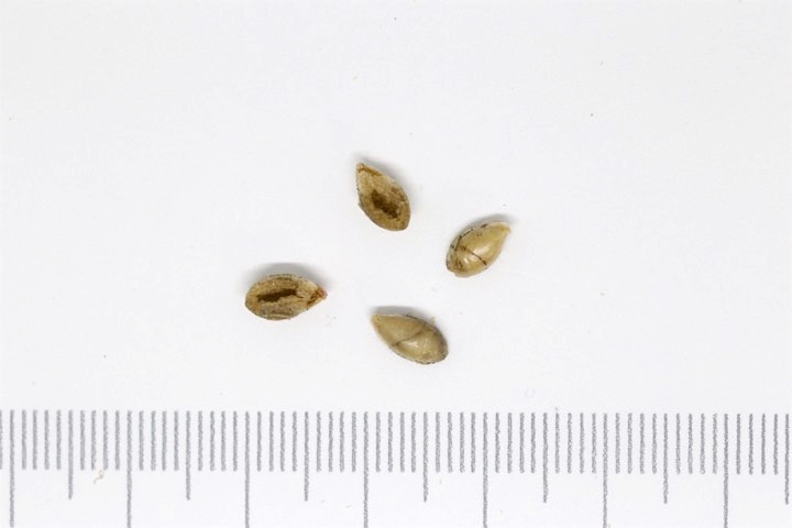 ウンナンオウバイの種