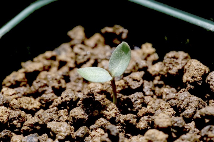 ウンナンオウバイの発芽