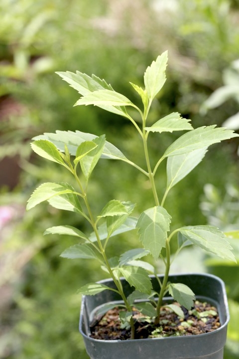 レンギョウの発芽