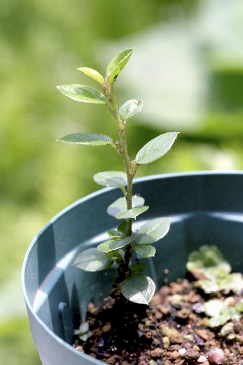 ベニシタンの発芽