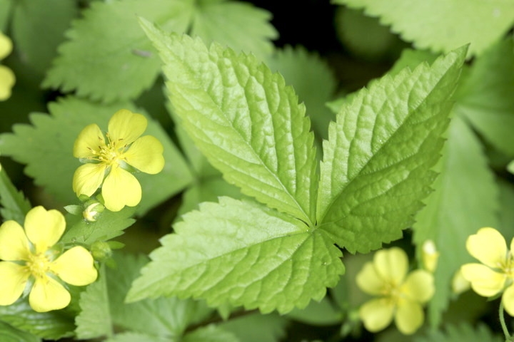 ミツバツチグリの葉