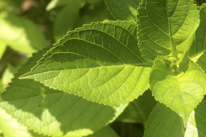 ガクアジサイの葉