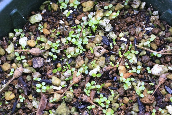 ガクアジサイの発芽