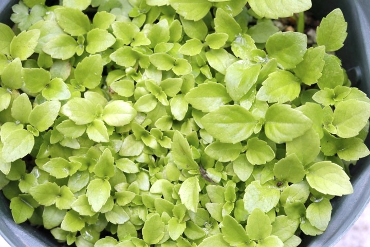 ガクアジサイの発芽