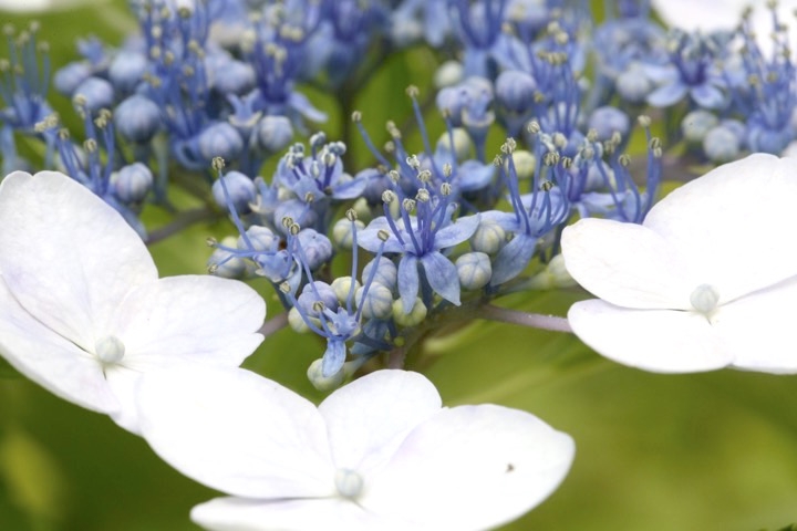 ガクアジサイの花