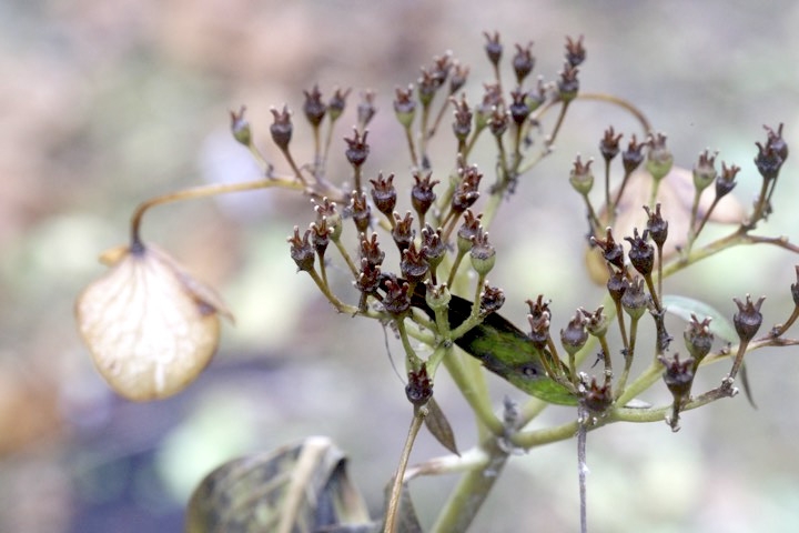 ガクアジサイの実