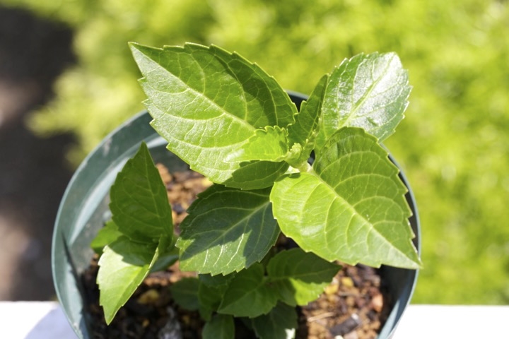 ２年目のガクアジサイ