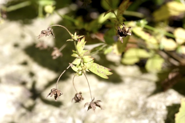 ミツバツチグリの実