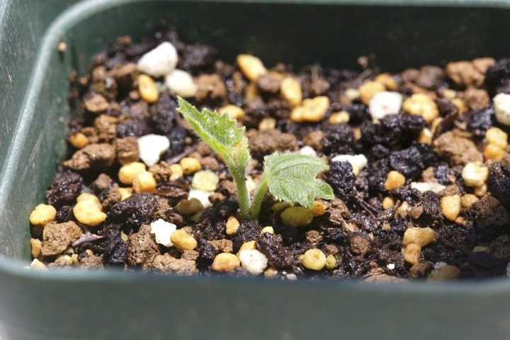 カラスウリの発芽