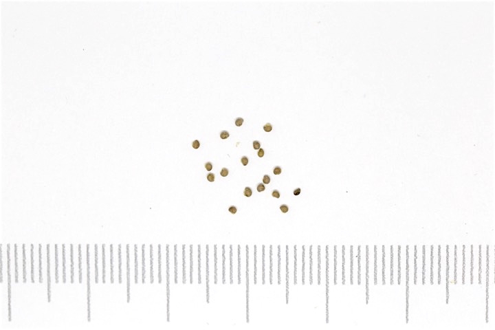 ミツバツチグリの種