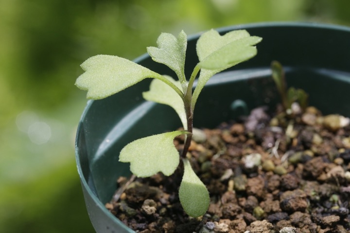 ハナイソギクの発芽