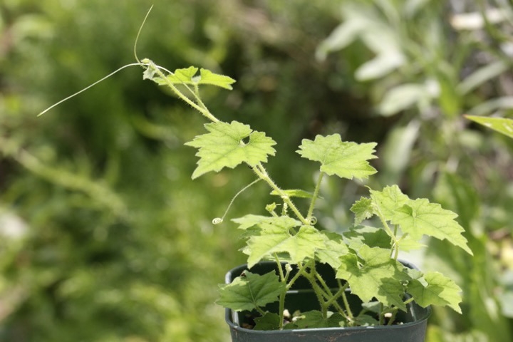 カラスウリの発芽