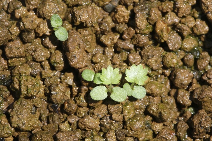 ミツバツチグリの発芽