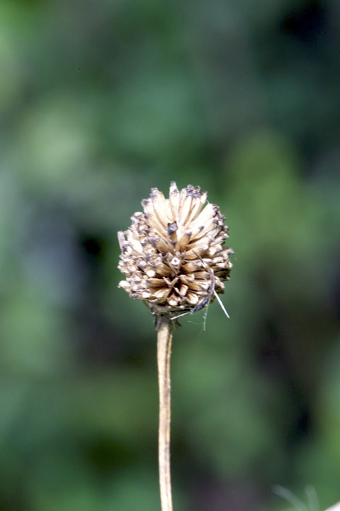 オオハンゴンソウの実